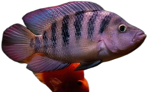 Mayan Cichlid