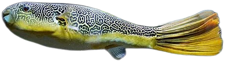 Mbu Puffer