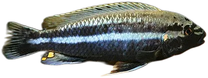 纵带黑丽鱼 Melanochromis Auratus