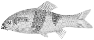 Melon Barb