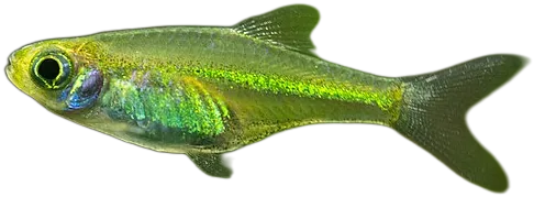 Microrasbora kubotai