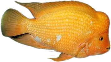 橘色双冠丽鱼 Midas Cichlid