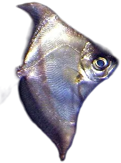 脂大眼鲳 Mono Sebae