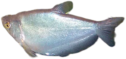 Moonlight Gourami