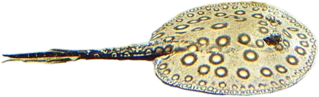 珍珠𫚉 Motoro Stingray