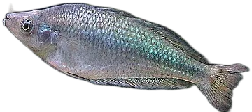 Murray River Rainbowfish