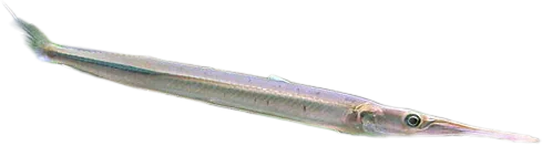 异齿颌针鱼 Needlenose Gar