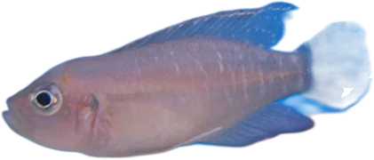 Neolamprologus Brevis