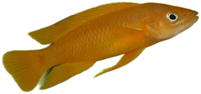 Neolamprologus Leleupi