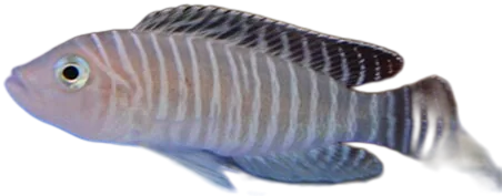 Neolamprologus Similis
