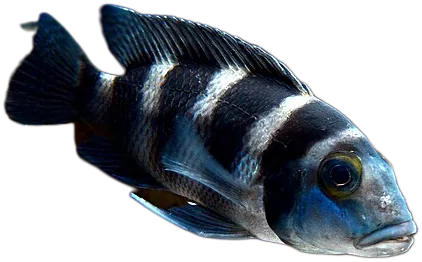 Neolamprologus Tretocephalus