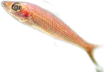 Neon Blue Cichlid
