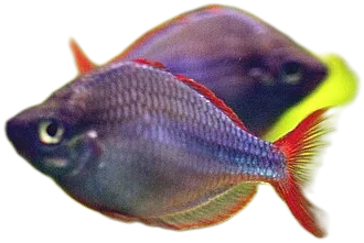 薄唇虹银汉鱼 Neon Dwarf Rainbowfish