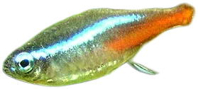 霓虹脂鲤 Neon Tetra