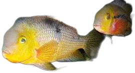 Nicaraguan Cichlid