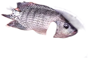 Nile Tilapia