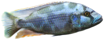 Nimbochromis livingstonii