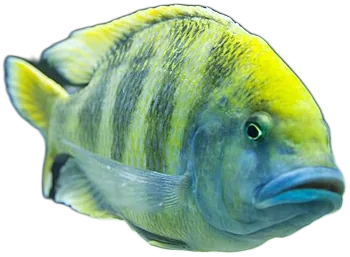 爱神雨丽鱼 Nimbochromis Venustus