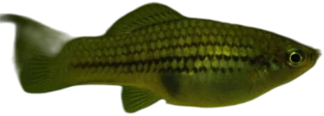 中美洲剑尾鱼 Northern Mountain Swordtail