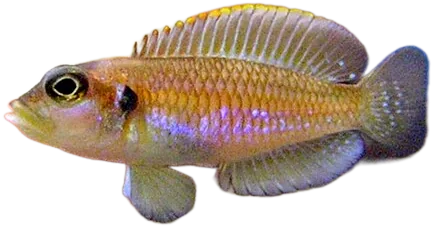 Ocellatus Gold