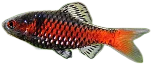 Odessa Barb