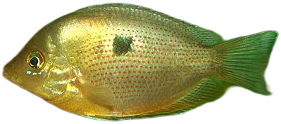 Orange Chromide