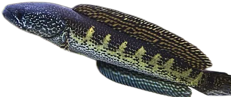 Orangespotted Snakehead