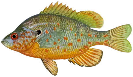 Orangespotted Sunfish