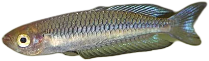 Ornate Rainbowfish