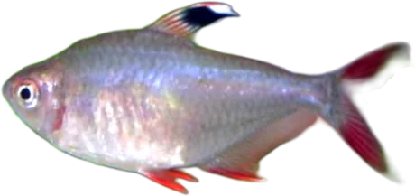 Ornate Tetra