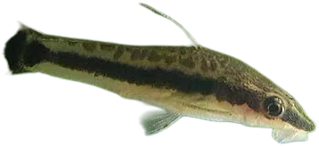 Otocinclus vestitus