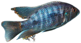 Otopharynx lithobates