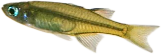 似鲻银汉鱼 Pacific Blue Eye