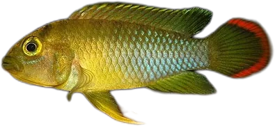 尼氏隐带丽鱼 Panda Dwarf Cichlid