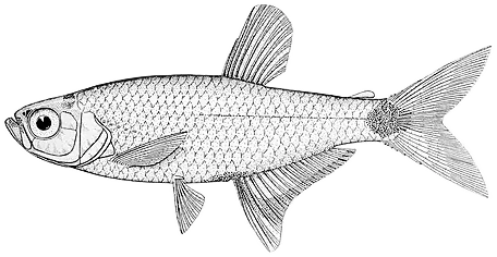 Panda Tetra