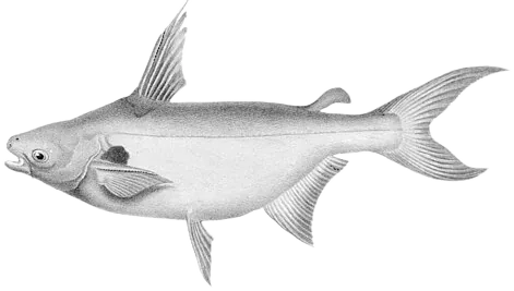 Pangasius larnaudii