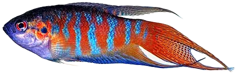 中国斗鱼（盖斑斗鱼） Paradise Fish