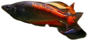 派氏虹银汉鱼 Parkinson Rainbowfish