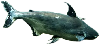 Paroon Shark