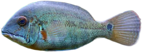 Parrot Cichlid