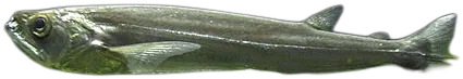 Payara