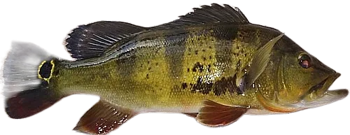 单丽鱼 Peacock Bass Monoculus