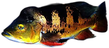 眼点丽鱼 Peacock Bass Ocellaris