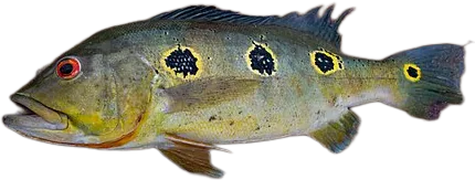 阿根廷丽鱼 Peacock Bass Orinocensis
