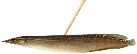 曼谷吻棘鳅 Peacock Eel