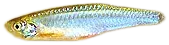 闪电𱆥 Pearl Danio