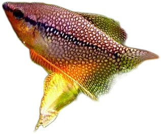 Pearl Gourami