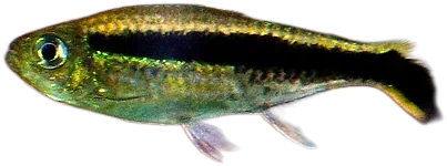 Penguin Tetra