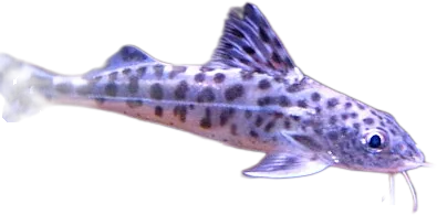 平口油鲶 Pictus Catfish
