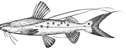 丝条短平口鲶 Piraiba